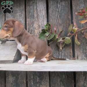 Jasper, Dachshund Puppy